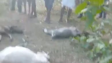 मारे गये जानवर