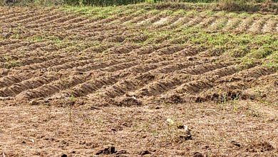 आलू की फसल