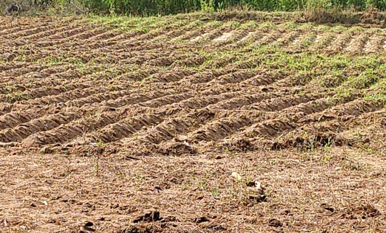 आलू की फसल